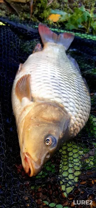 Carp — Krasnodarskiy kray, Uspenskiy rayon, Sep 06, 2024