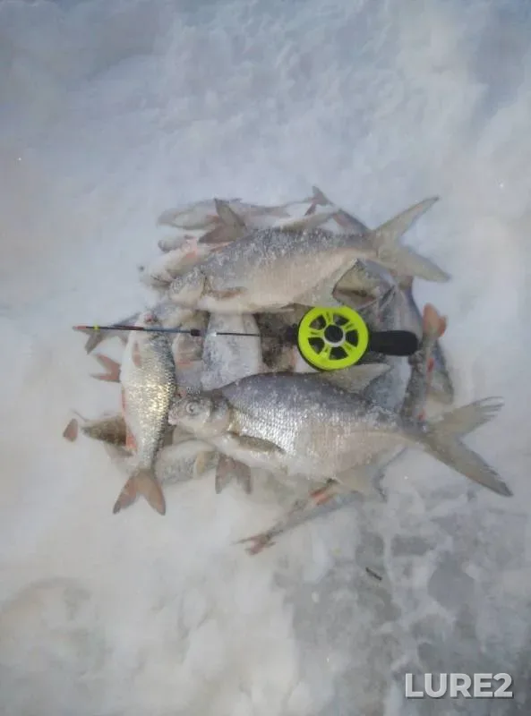 Bream, Roach — Tyosha, Jan 06, 2021