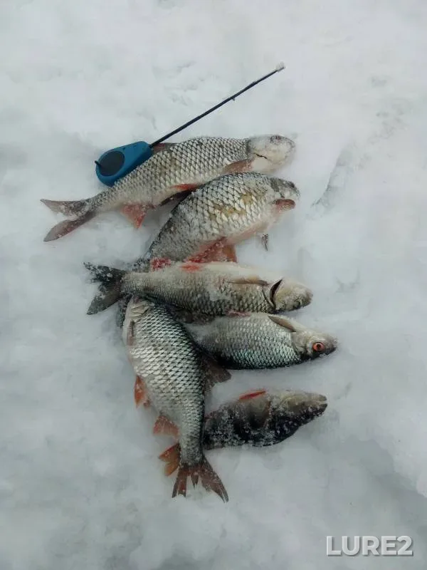 Perch, Roach — Tyosha, Mar 14, 2021