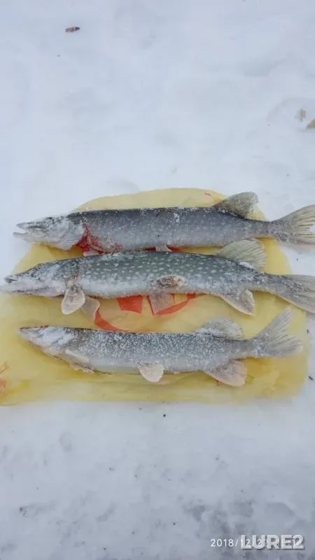 Pike — Lysvenskiy, Dec 22, 2018