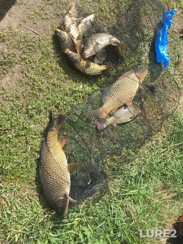 Carp — Nizhegorodskaya oblast, May 08, 2023