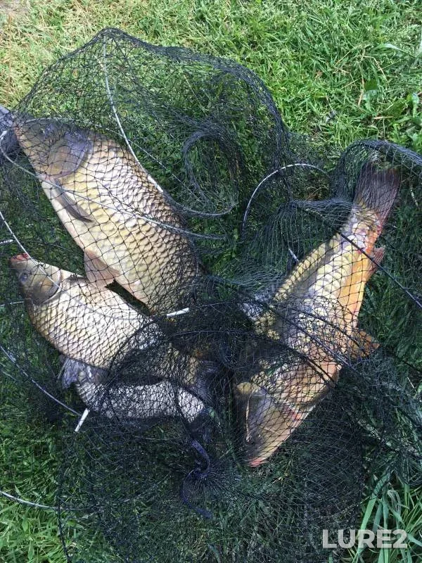 Carp — Nizhegorodskaya oblast, Jun 10, 2023