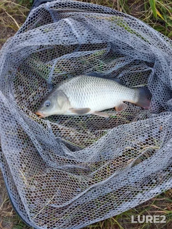 Carp — Seryozha, Jul 01, 2023