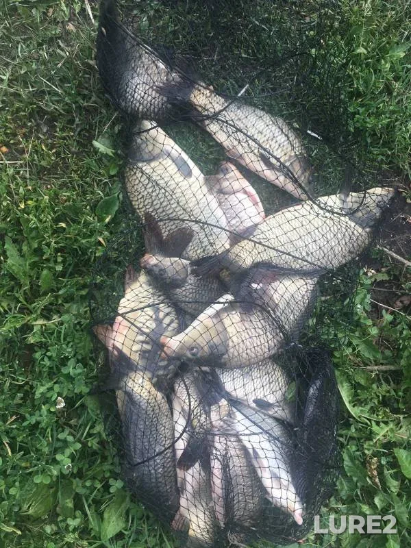 Carp, Crucian carp — Nizhegorodskaya oblast, Jul 02, 2023