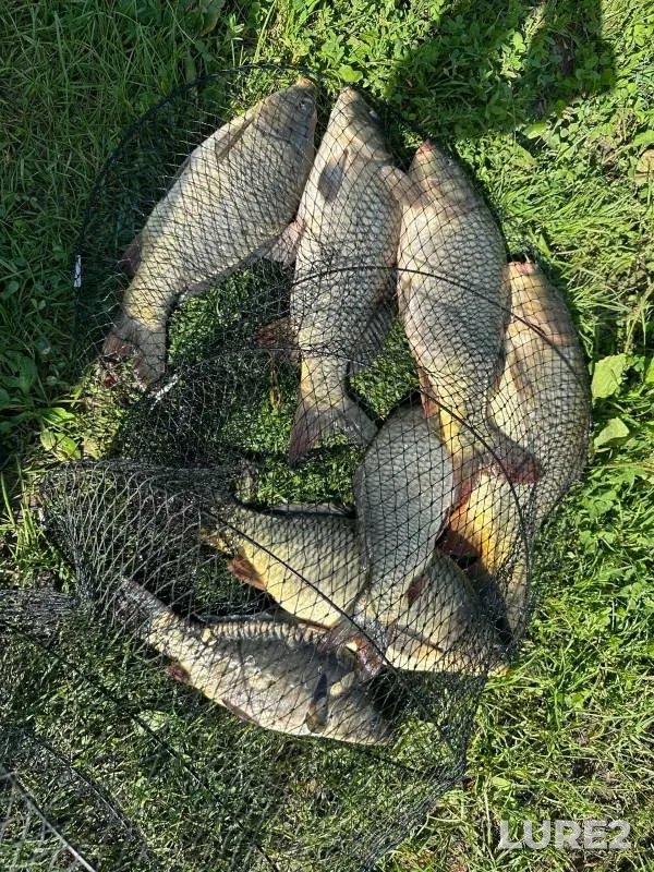 Carp — Nizhegorodskaya oblast, Jul 28, 2023