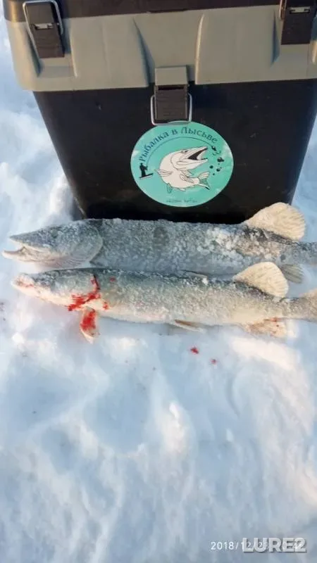 Pike — Lysvenskiy, Dec 23, 2018