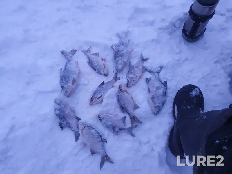 White bream — Volga, Feb 04, 2024