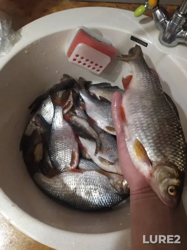Roach, White bream — Volga, Mar 09, 2024
