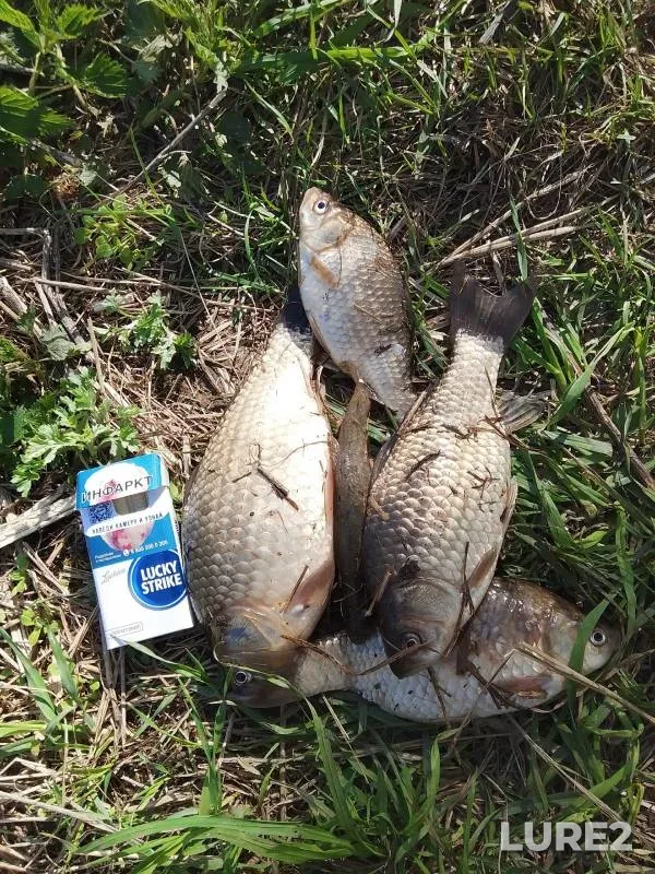 Crucian carp — Nizhegorodskaya oblast, Apr 30, 2024