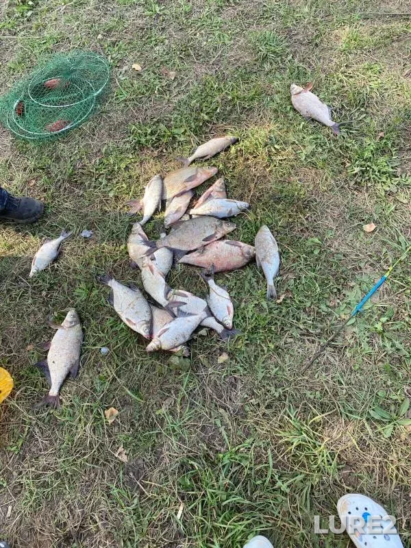Bream — Kama, Sep 15, 2024