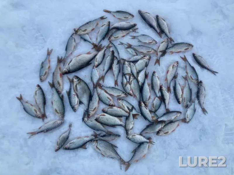 Bream, Roach — Belilka, Jan 22, 2023