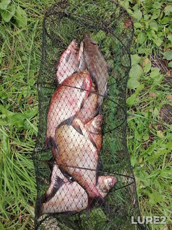 Bream — Volga, Sep 04, 2023