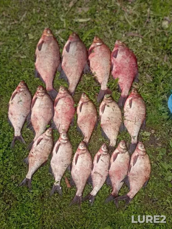 Bream — Volga, Aug 02, 2024