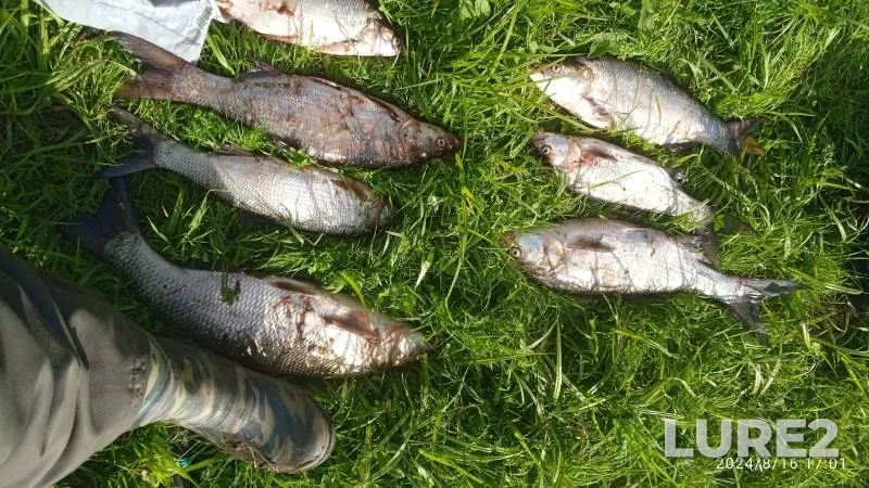 Asp — (zaliv) Keshka, Aug 17, 2024