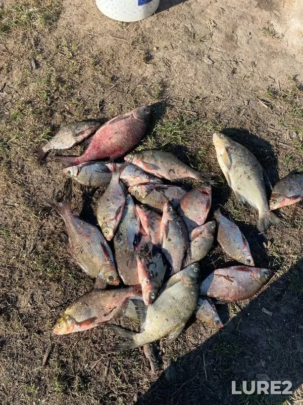 Bream — Kostroma, Sep 08, 2024