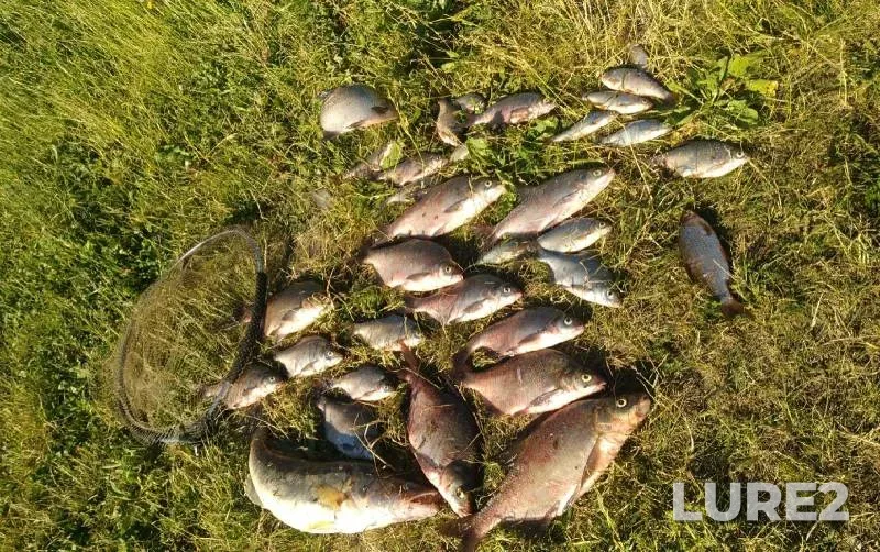 Bream, Roach — Volga, Jul 02, 2022