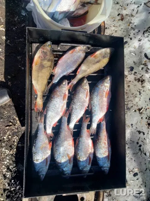 Perch, Roach — Kostroma, Apr 15, 2022