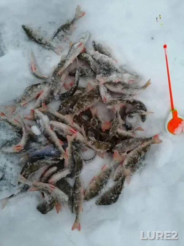 Perch — Kosva, Jan 02, 2019