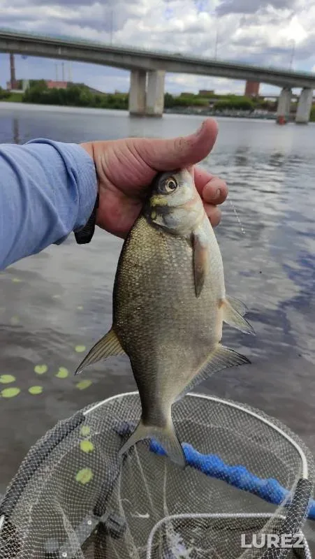 Bream, Roach — Kostroma, Jul 25, 2021