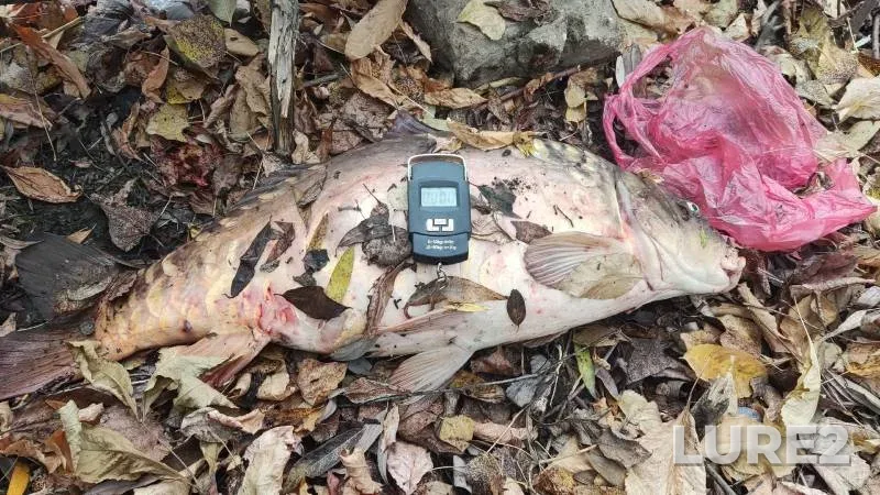 Carp — Moskva, Oct 31, 2024