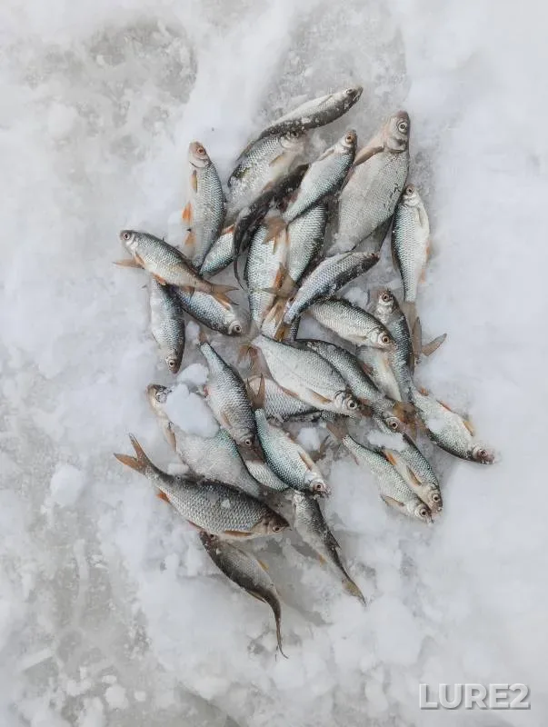Bream, Roach — Pakino, Dec 31, 2023