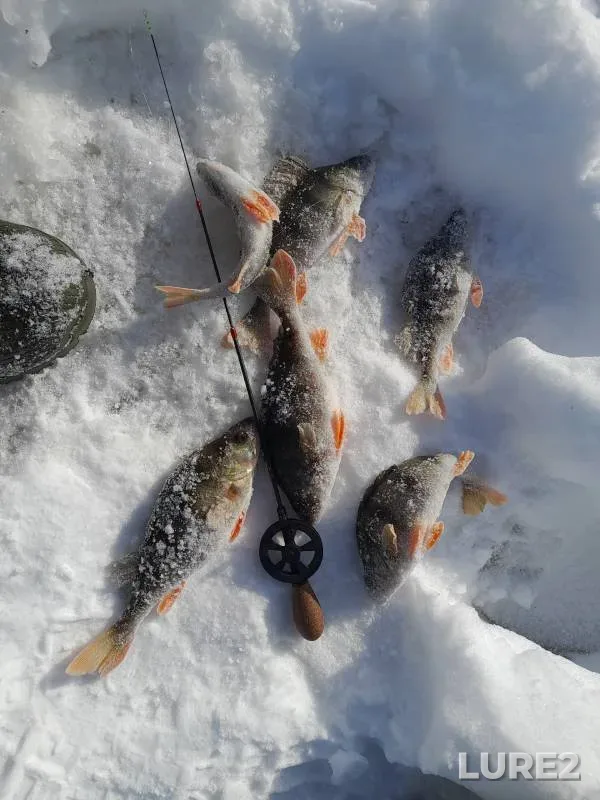 Perch — Klyazma, Mar 10, 2024