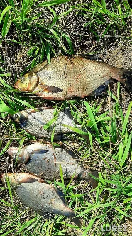 Bream — Klyazma, May 21, 2024