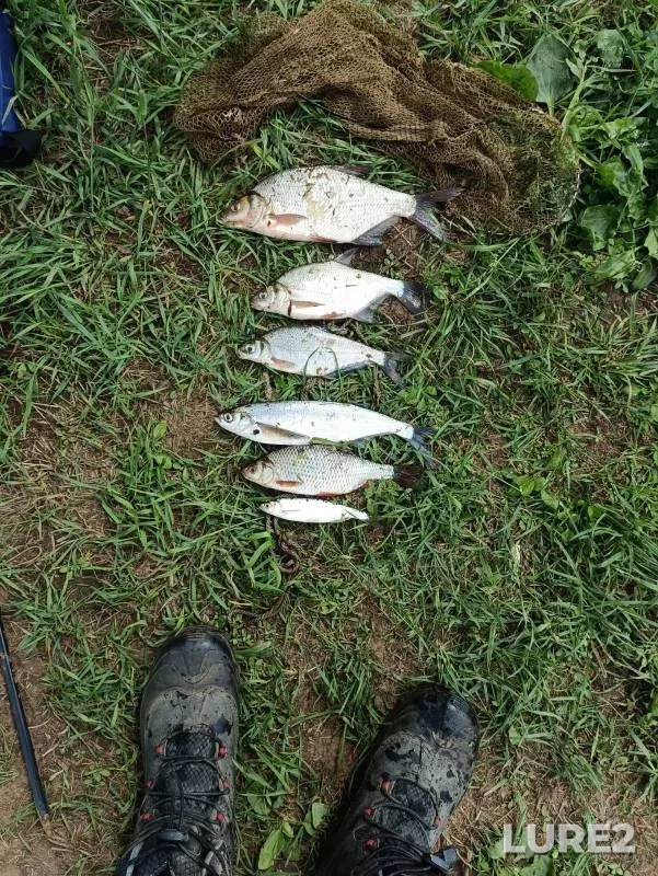 Bream, Roach — Klyazma, Jun 20, 2024