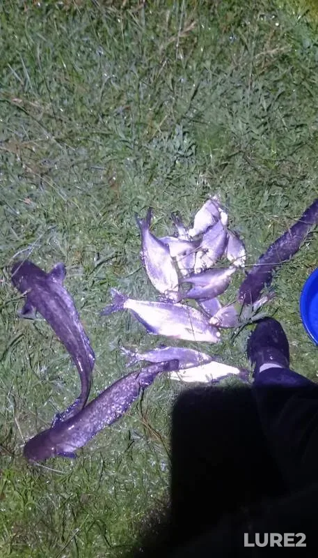 Bream, Wels catfish — Klyazma, Jun 27, 2024
