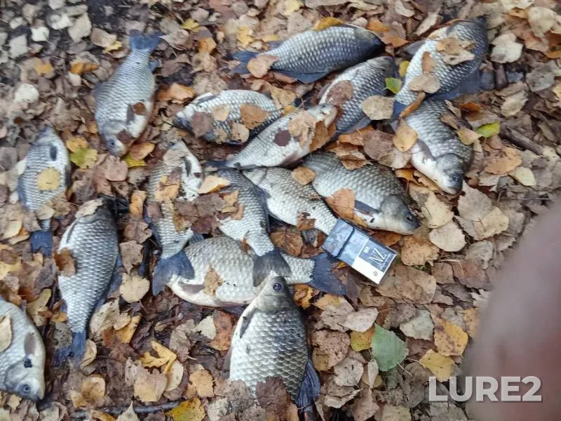 Crucian carp — Vladimirskaya oblast, Oct 17, 2024