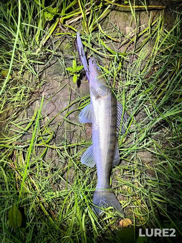 Bream, Roach — Ishlyk, Aug 14, 2024