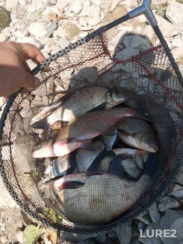 Bream — Vyatka, Sep 15, 2024