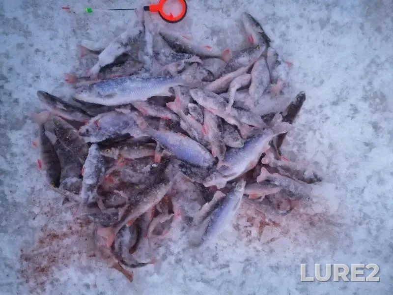 Perch, Roach — Kosva, Jan 11, 2019