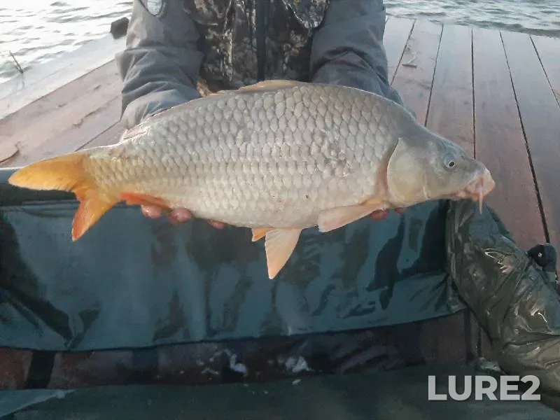 Carp — Samarskaya oblast, May 23, 2022