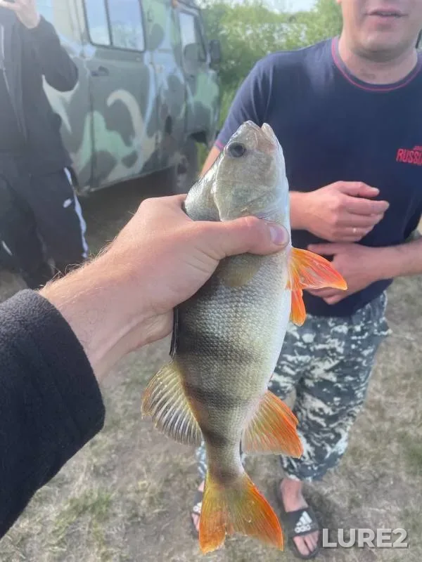 Perch — Dlinnoye, Jun 25, 2023