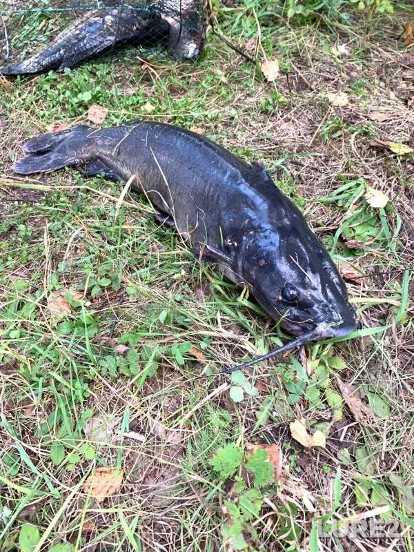 Wels catfish — Vagina, Aug 19, 2020