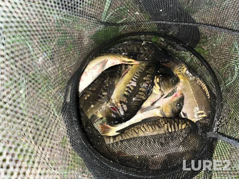Carp — Vagina, Jul 07, 2024