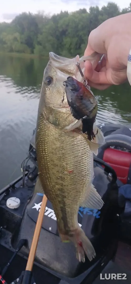 Largemouth bass — Chisago Lake, May 09, 2020, 7:52 AM