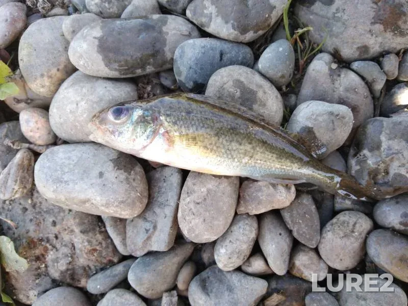Crucian carp, Perch — Chyornoye, Jun 27, 2022