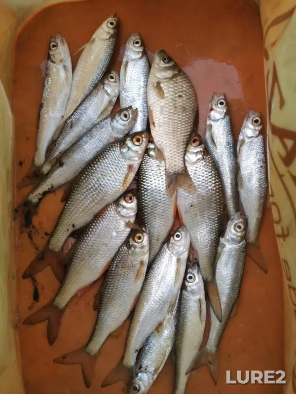 Bleak, Crucian carp — Chyornoye, Jul 19, 2022
