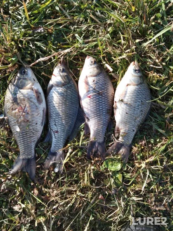 Crucian carp — Kemerovskaya oblast, Sep 20, 2022