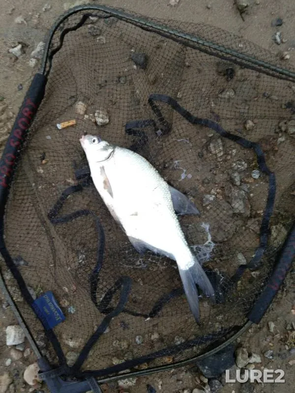 Bream, Ide — Irtysh, Sep 06, 2023