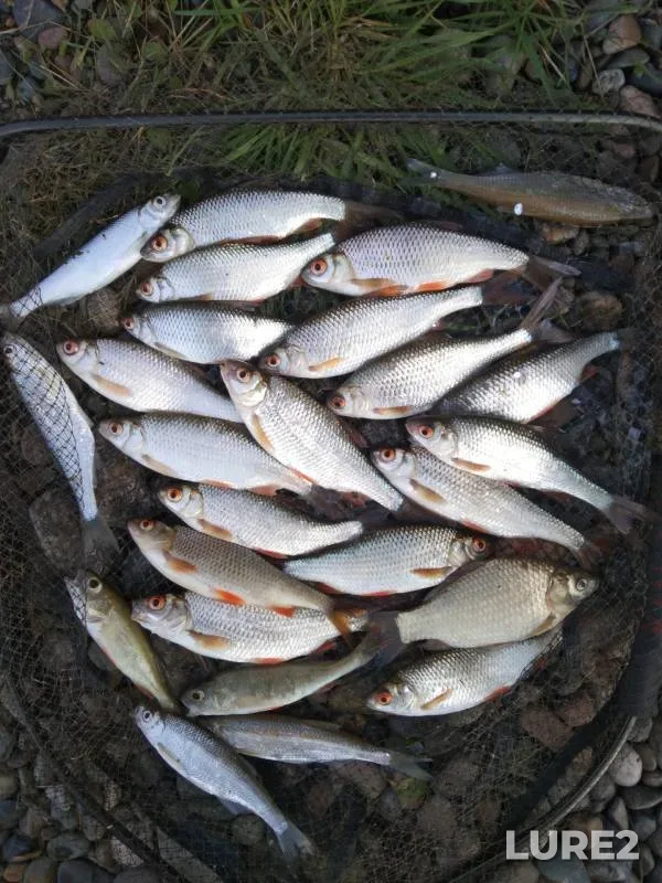 Crucian carp, Perch — Chyornoye, Sep 24, 2023