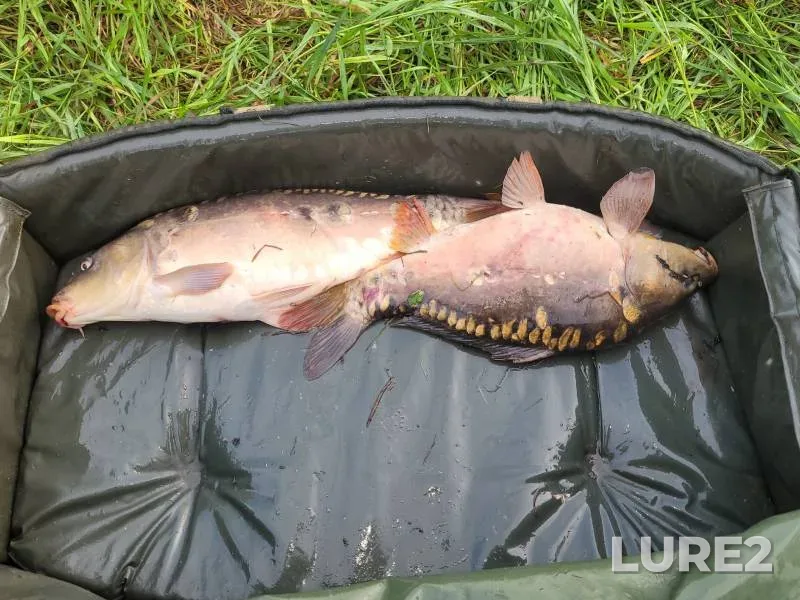 Carp — Kuro-Iskitim, Jul 08, 2024
