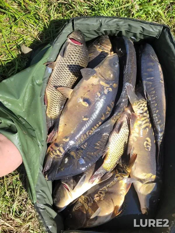 Carp — Kuro-Iskitim, Jul 14, 2024