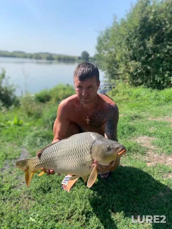 Carp — Platnyy prud Konovalovo., Jun 06, 2022