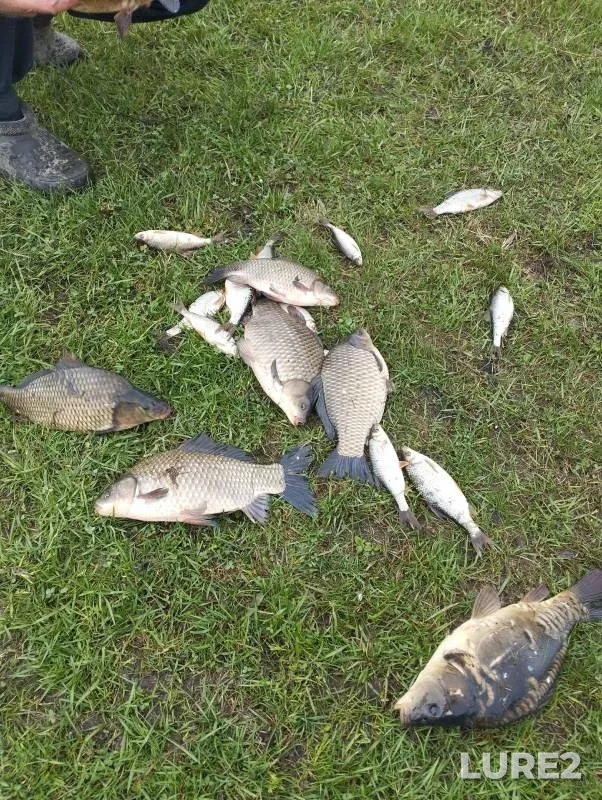 Carp, Crucian carp — Platnyy prud Konovalovo., May 11, 2024