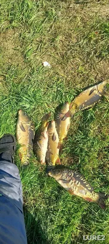 Carp — Severnaya Unga, May 24, 2024