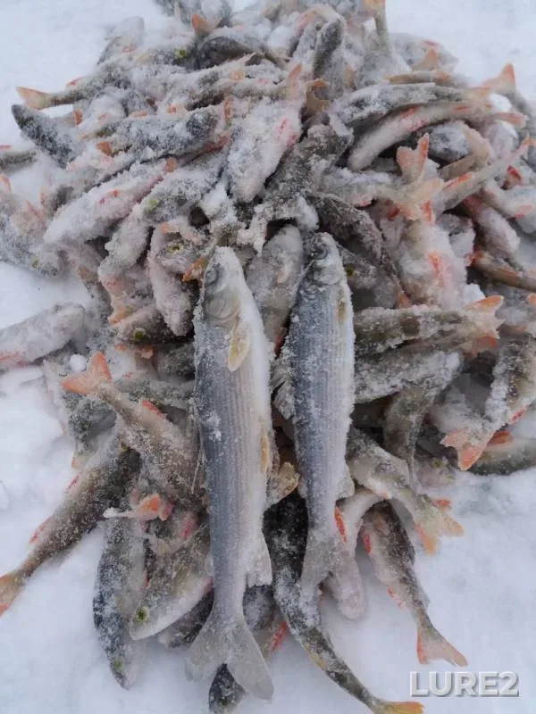 Perch — Sylvinskiy zaliv, Feb 21, 2019
