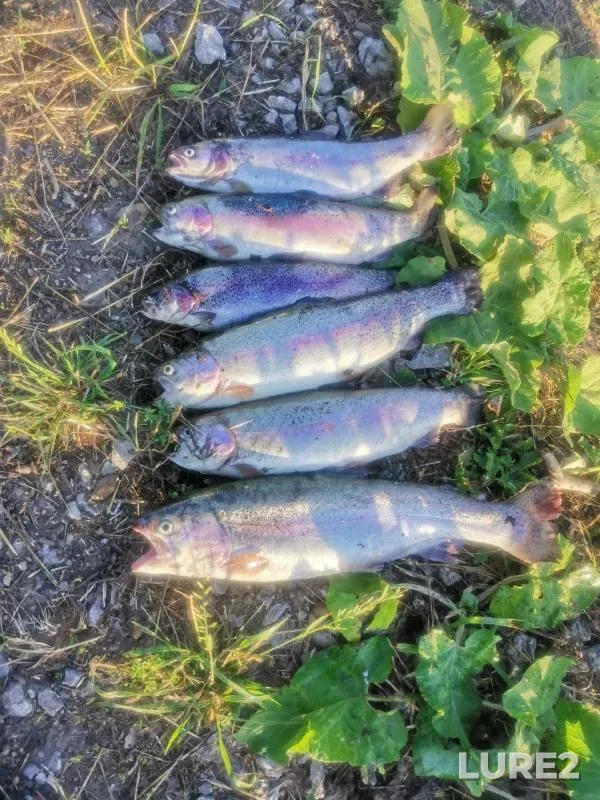 Rainbow trout — Kemerovskaya oblast, Jul 06, 2024